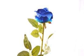 Rosa abierta individual 3 colores (4).jpg